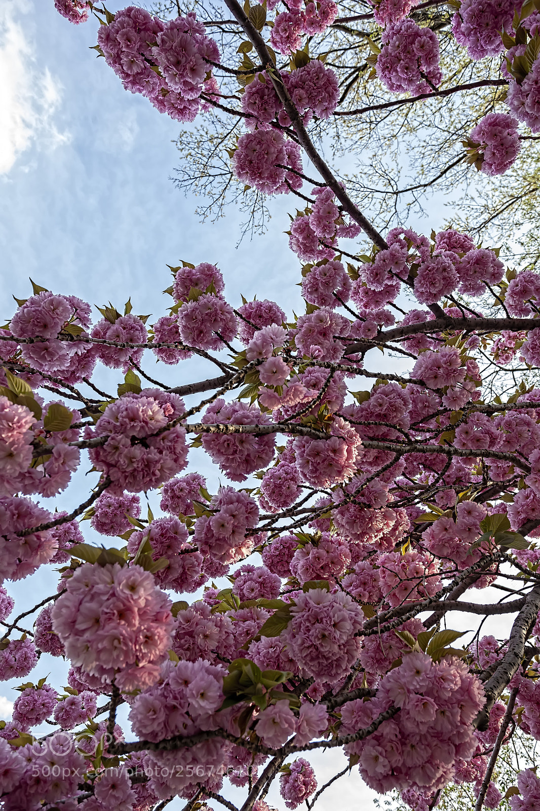 Canon EOS 5D Mark II sample photo. Cherry tree photography