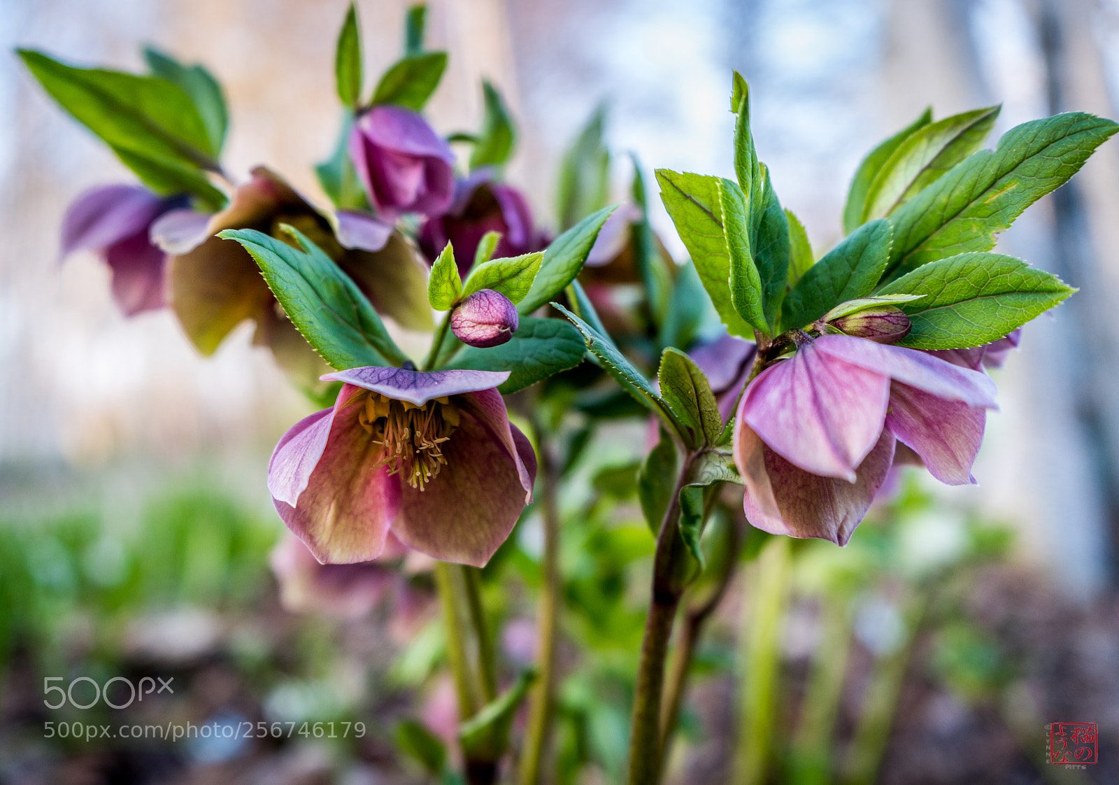 Sony a7 III sample photo. Helibore photography