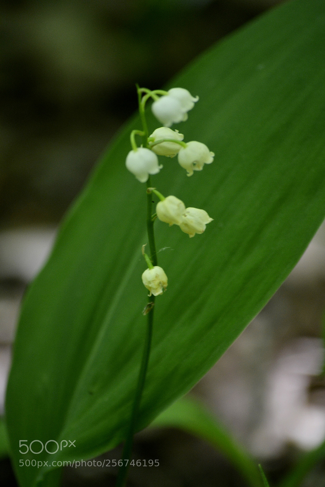 Nikon D3100 sample photo. Convallaria majalis photography