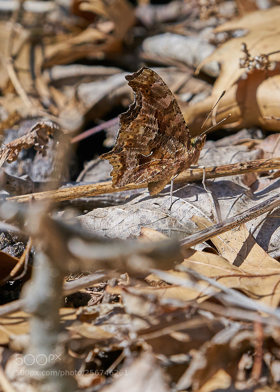 Sony a7R II sample photo. Eastern comma photography