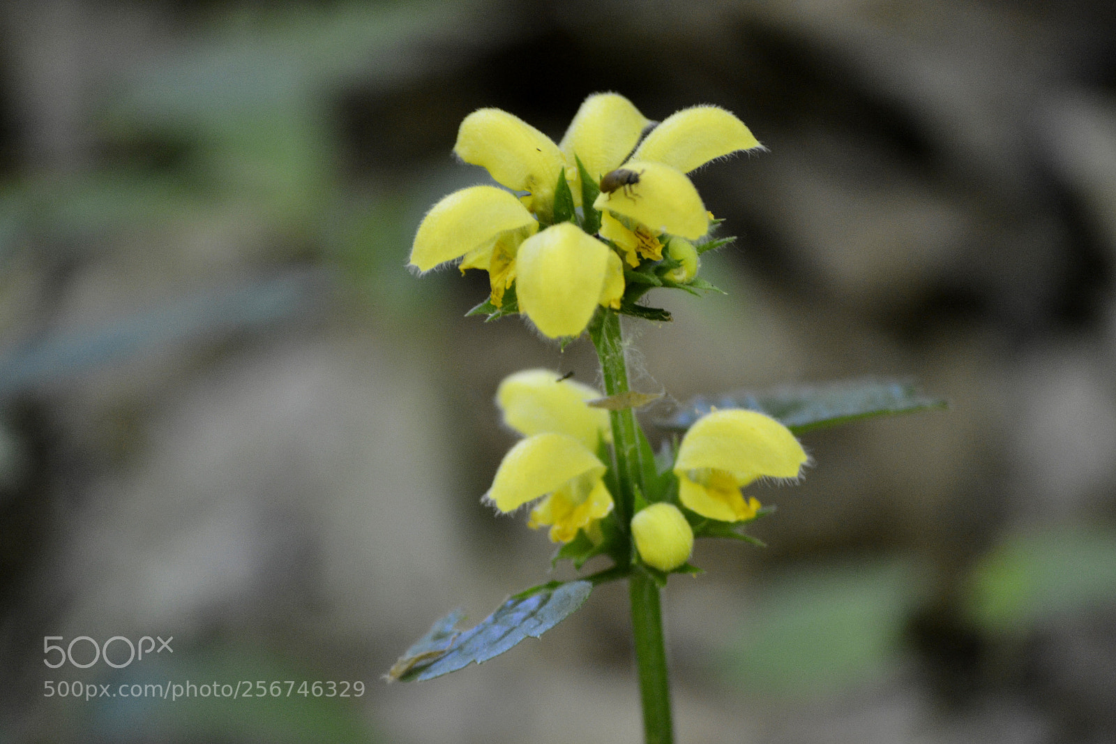 Nikon D3100 sample photo. Lamium galeobdolon photography