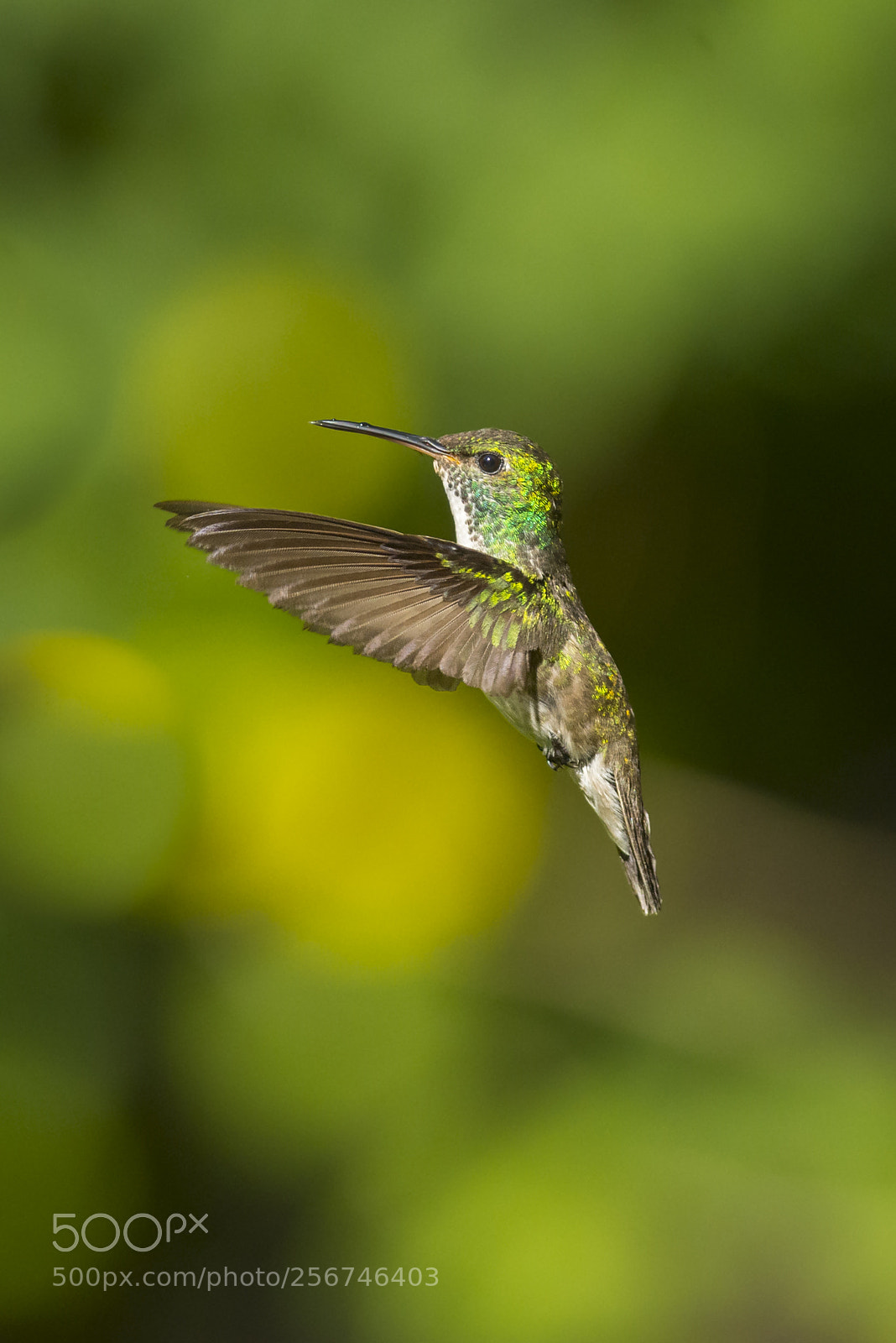 Nikon D7200 sample photo. Versicolored emerald photography
