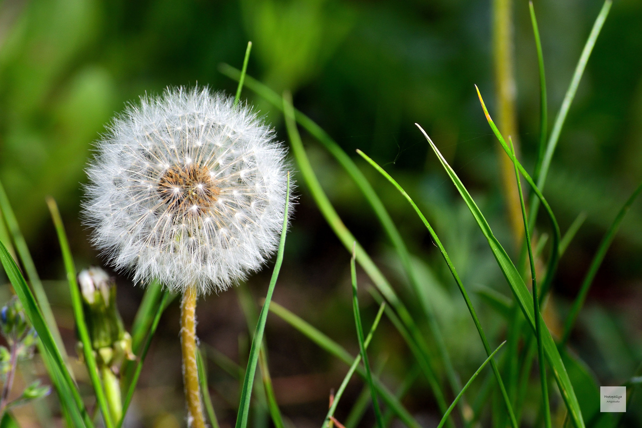 Nikon D7200 sample photo. Silver puff photography