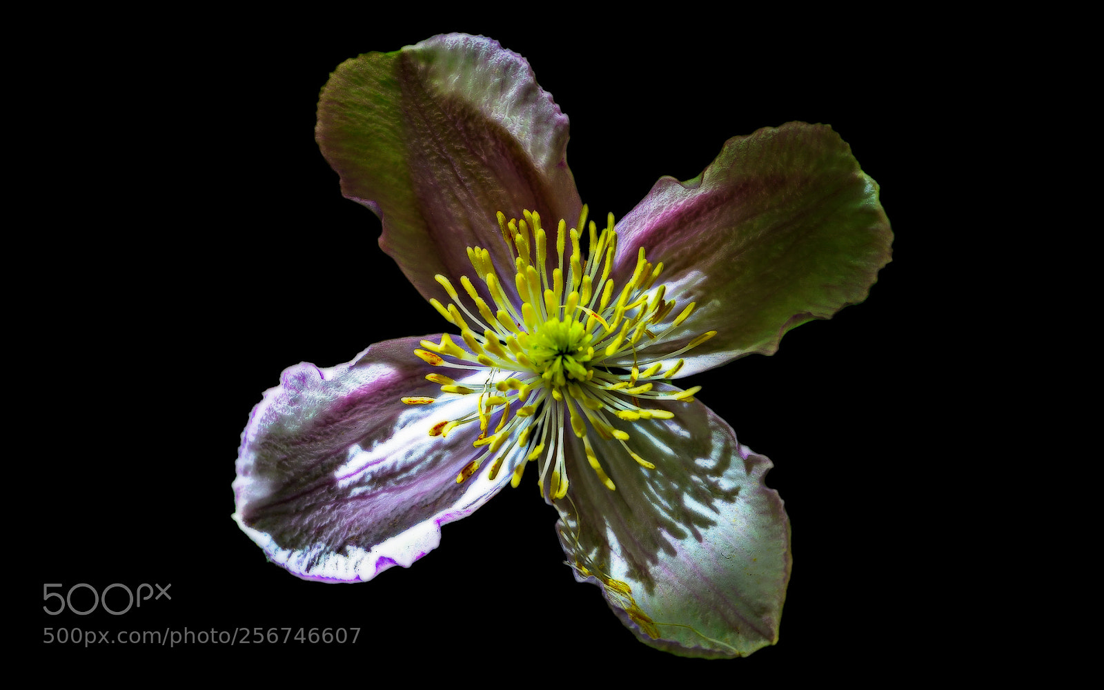 Nikon D800 sample photo. The art of clematis photography