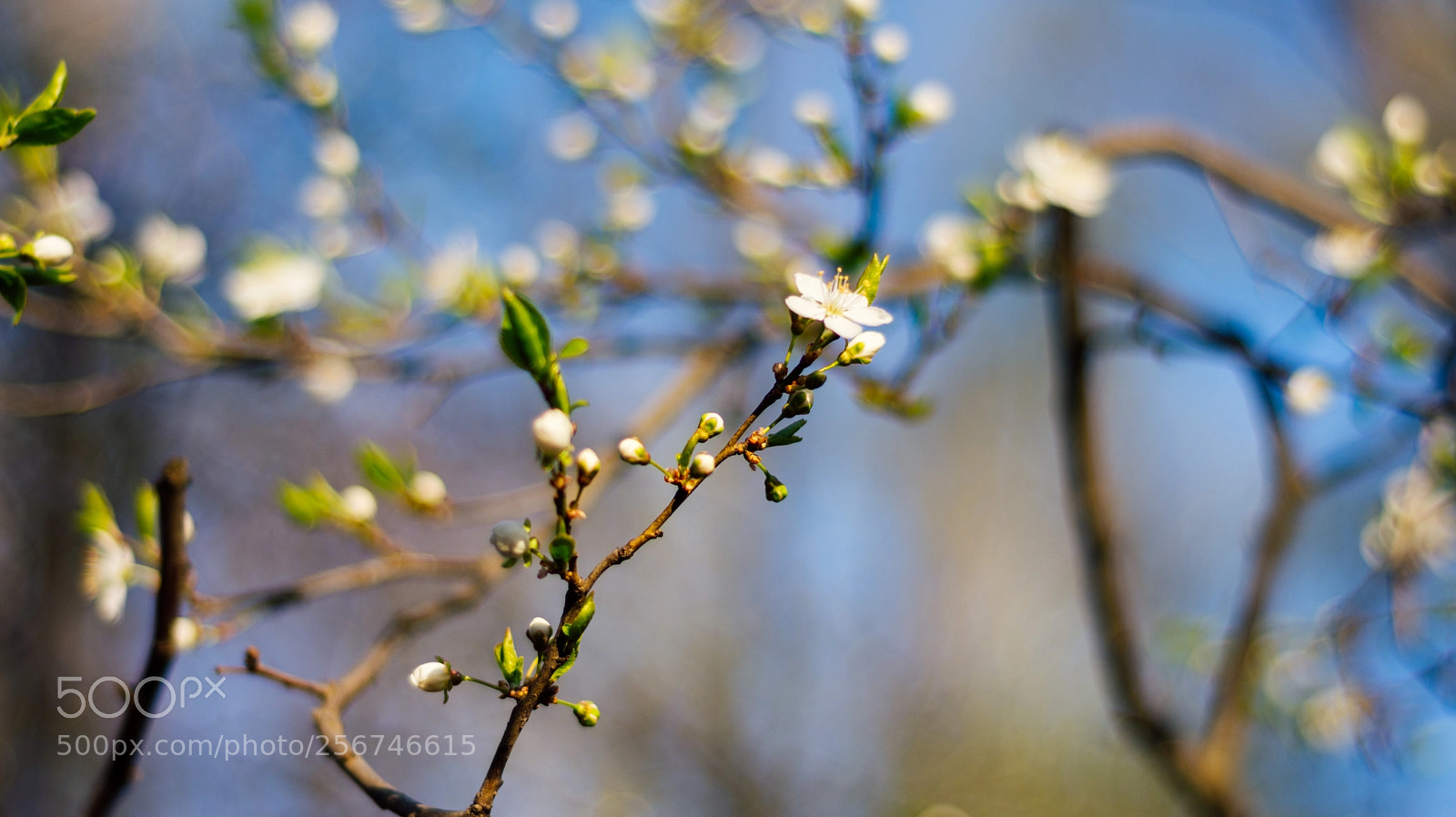 Nikon D7200 sample photo. Blossom photography