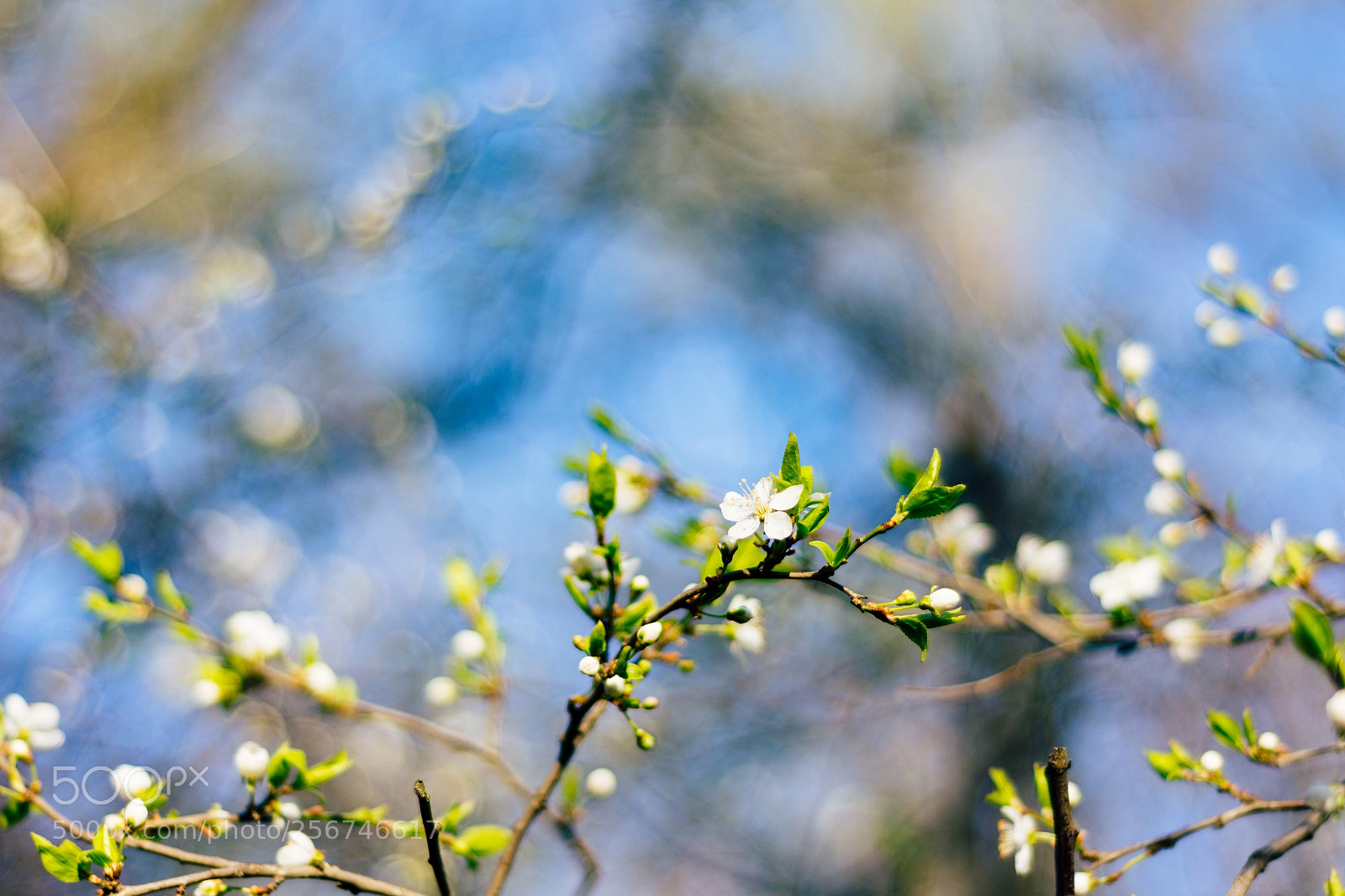 Nikon D7200 sample photo. Blossom photography