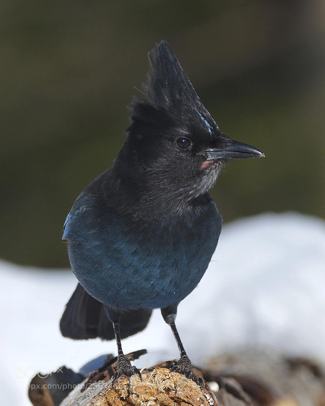 Nikon D7000 sample photo. Steller's jay photography