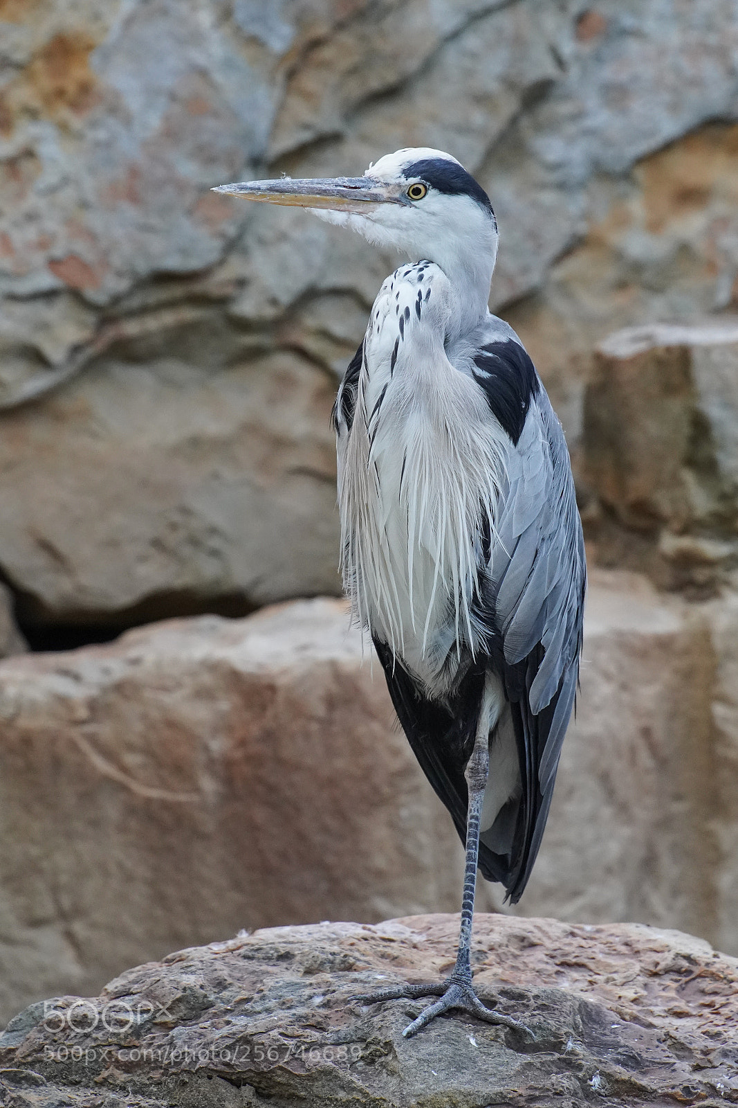 Sony a9 sample photo. Gray heron, ardea cinerea photography