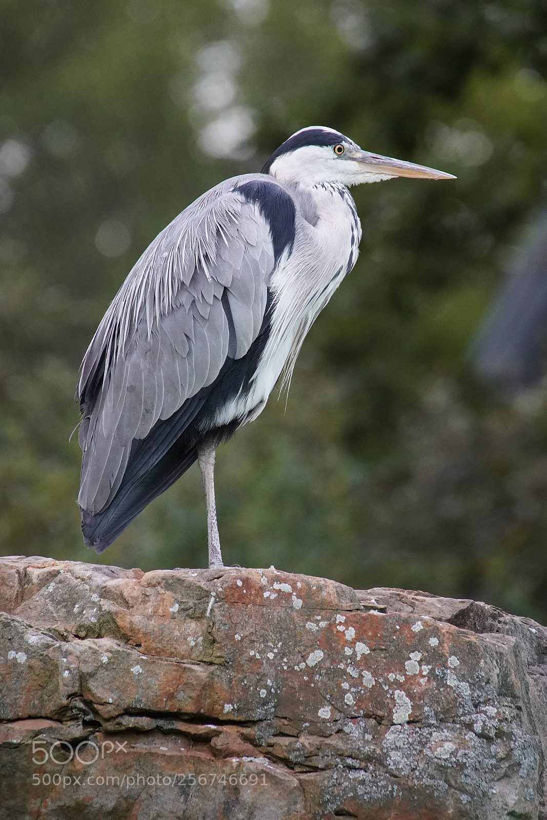Sony a9 sample photo. Gray heron, ardea cinerea photography