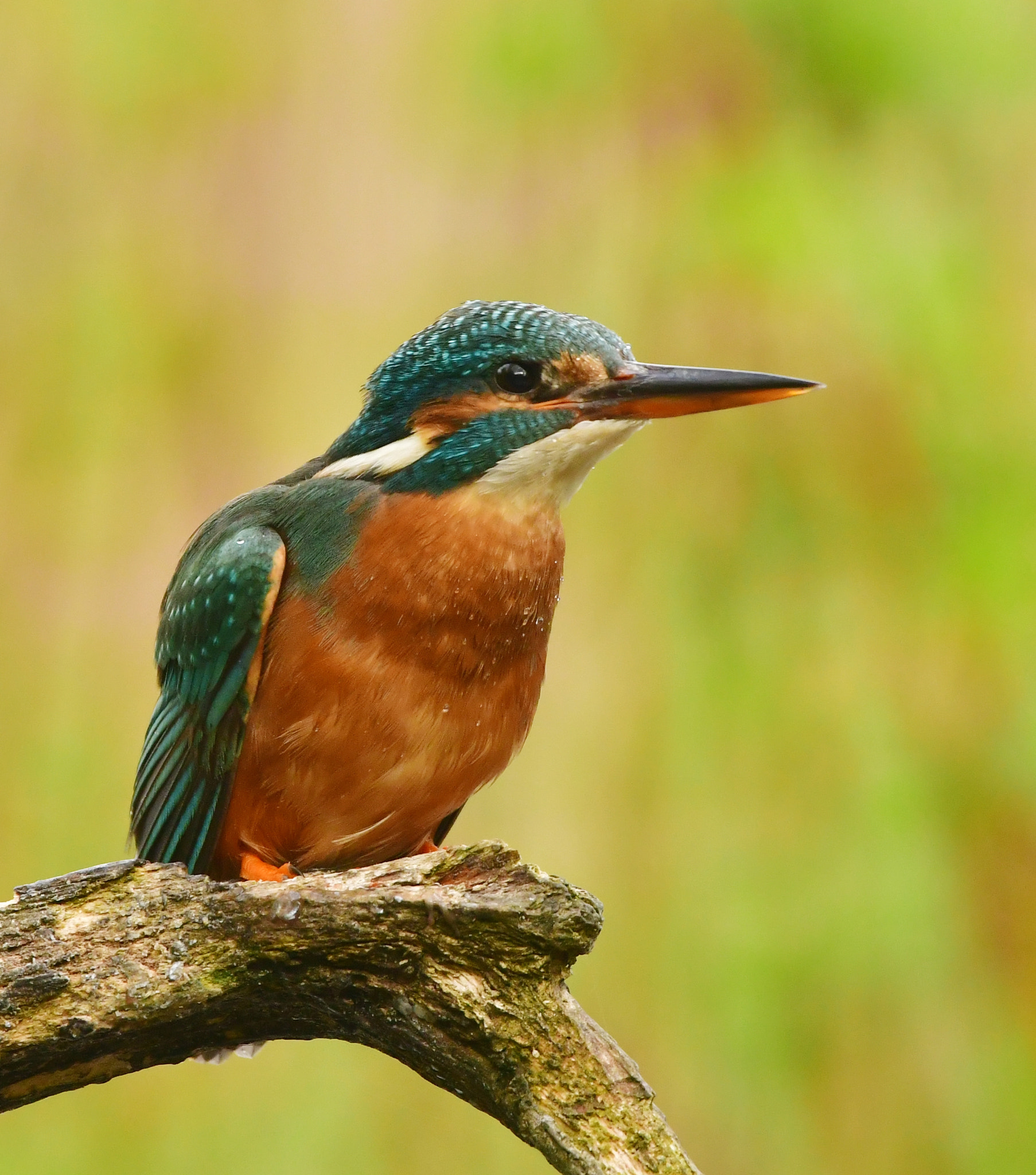 Nikon AF-S Nikkor 500mm F4G ED VR sample photo. Ijsvogel photography