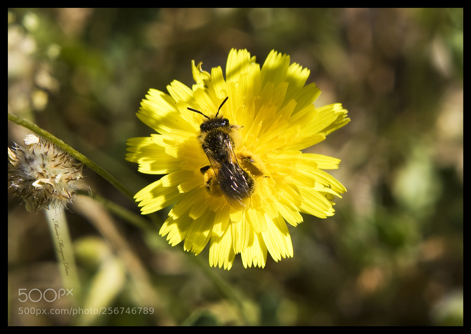 Canon EOS 50D sample photo. Img photography