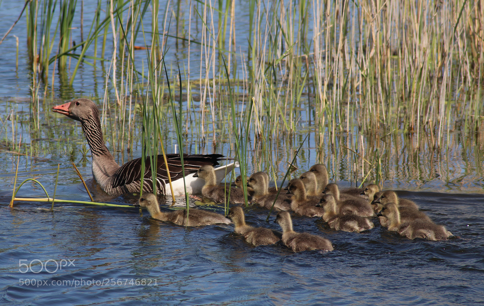 Canon EOS 80D sample photo. With her offspring photography