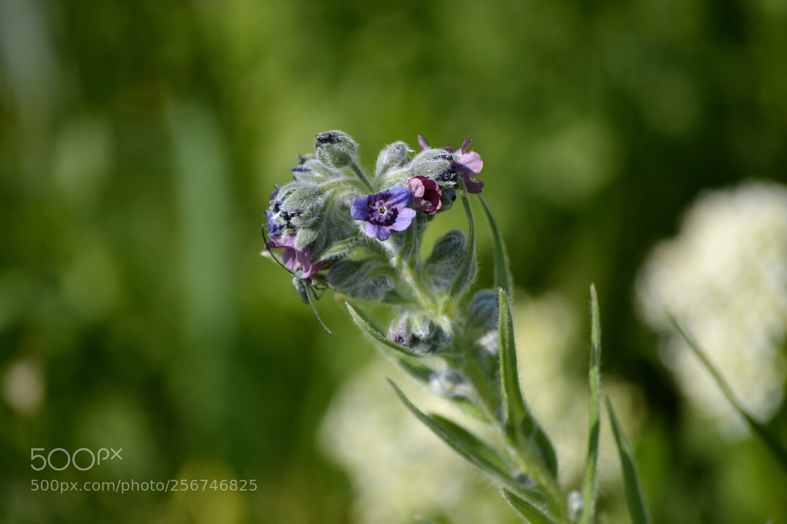 Nikon D3100 sample photo. Cynoglossum officinale photography