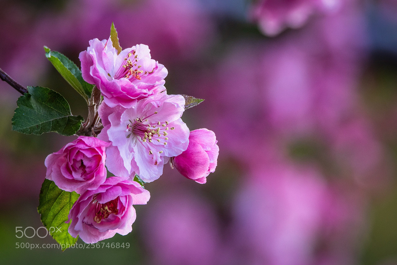 Nikon D850 sample photo. Spring blossoms photography
