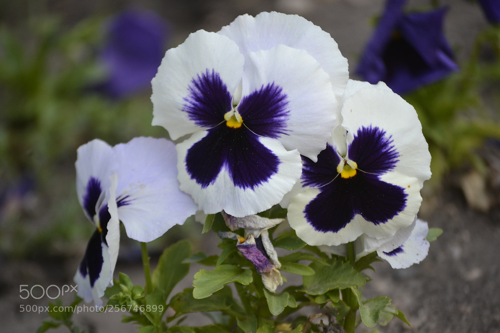 Nikon D3100 sample photo. Viola x photography