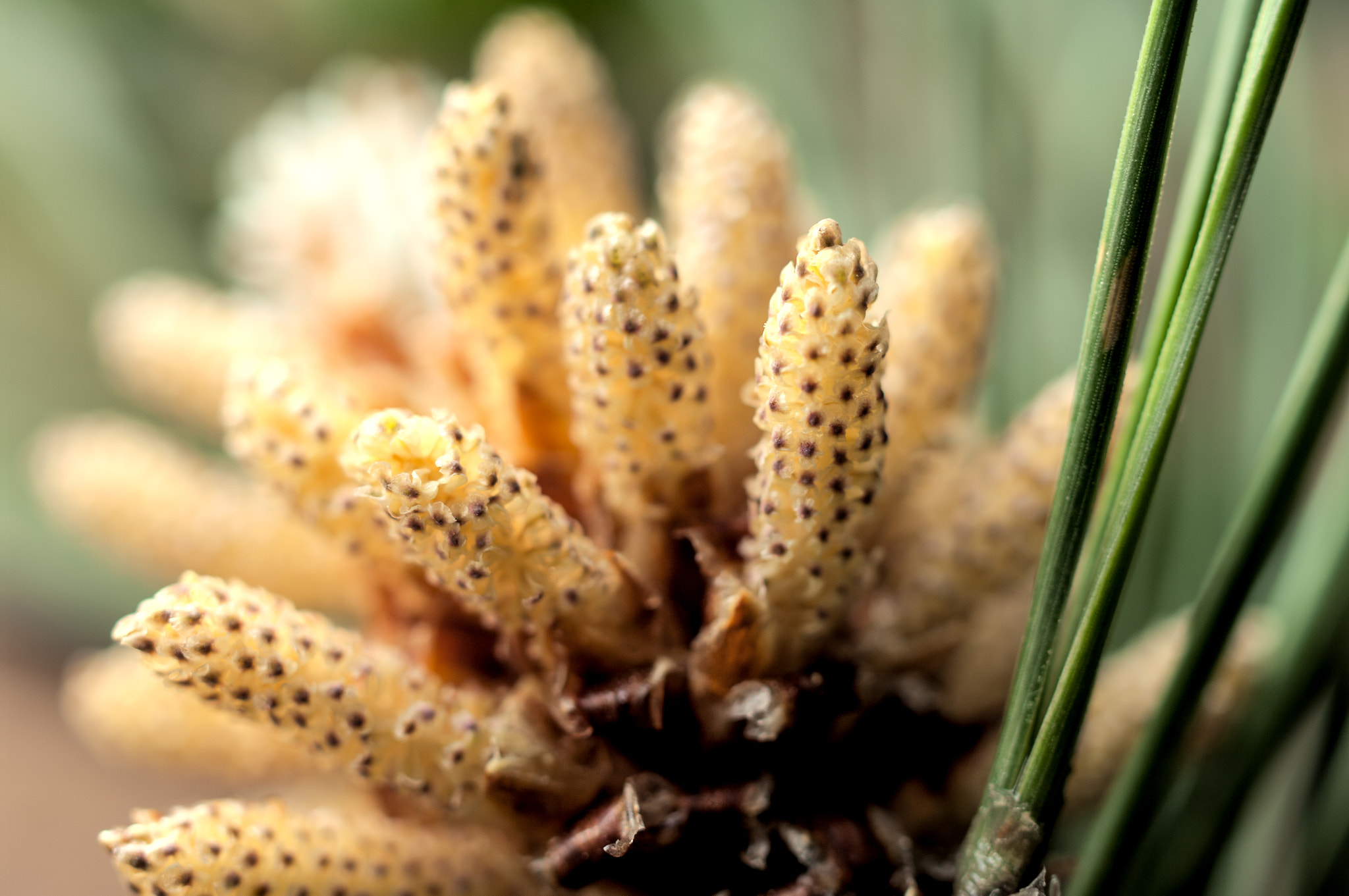 Pentax K20D sample photo. Pine flowers.松树花 photography