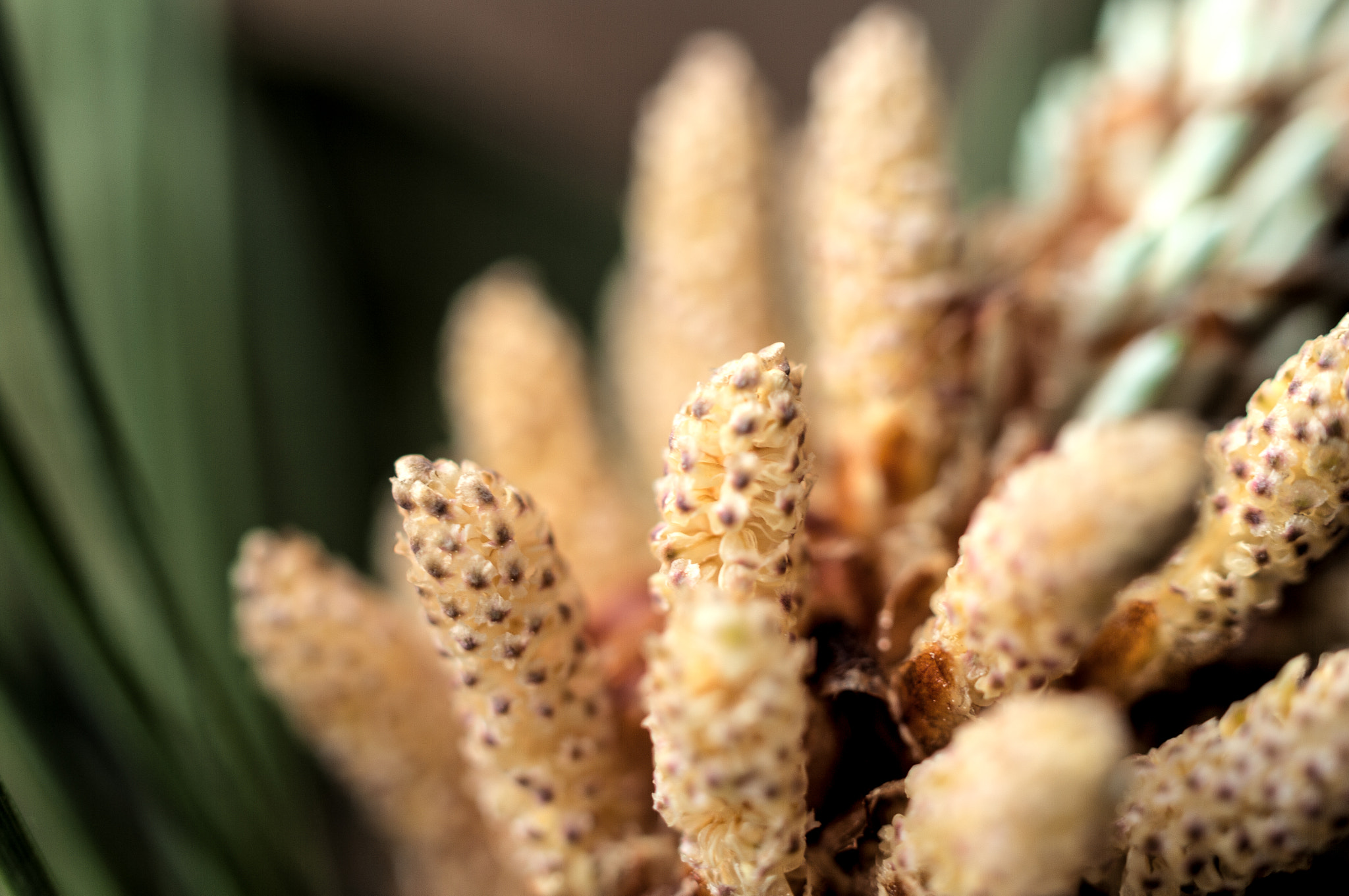 Pentax K20D sample photo. Pine flowers.松树花 photography