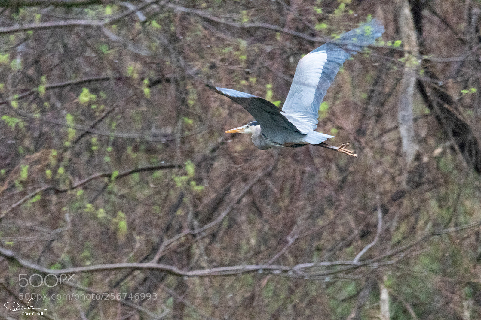 Canon EOS 80D sample photo. Heron in flight photography