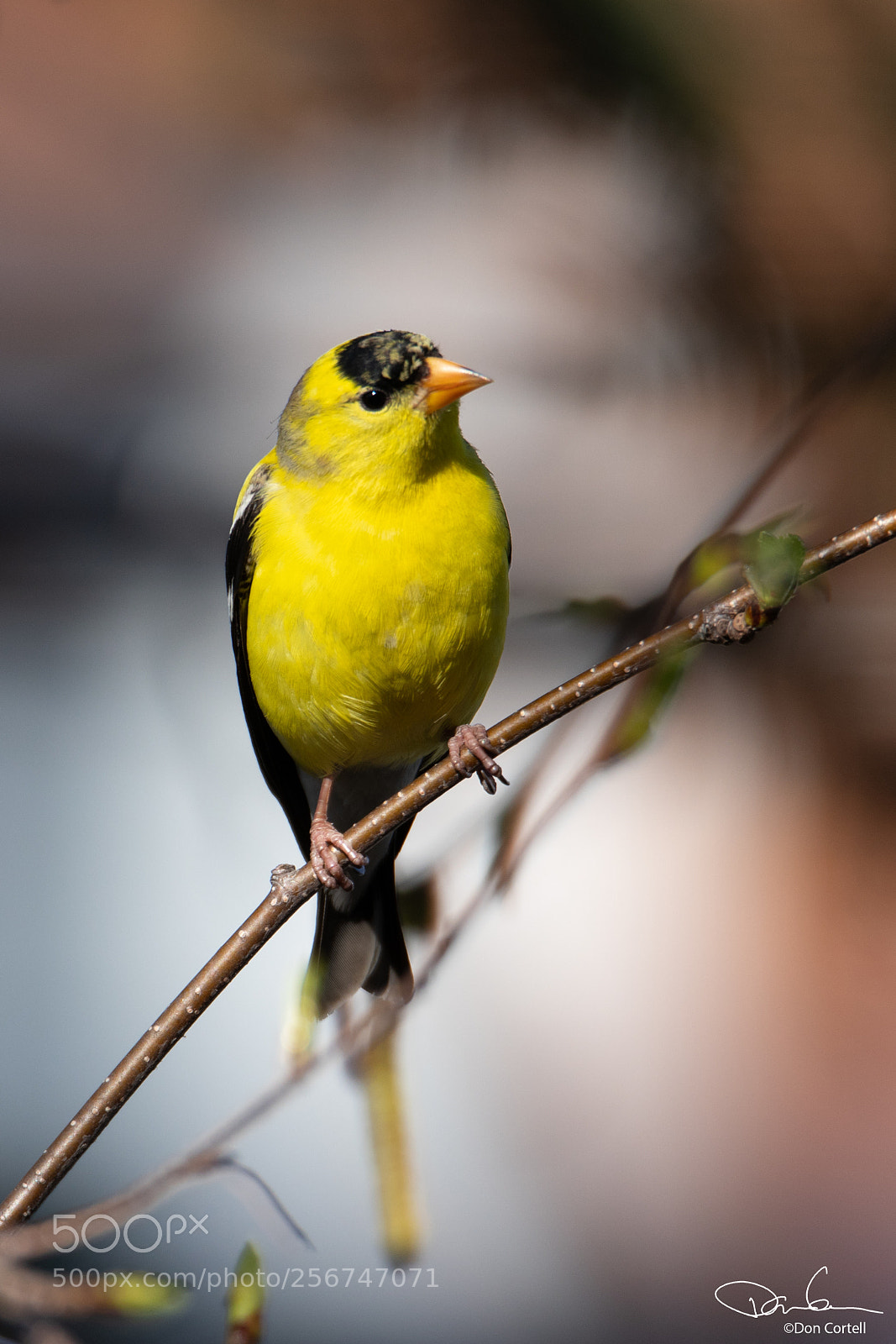 Canon EOS 80D sample photo. Curious goldfinch photography