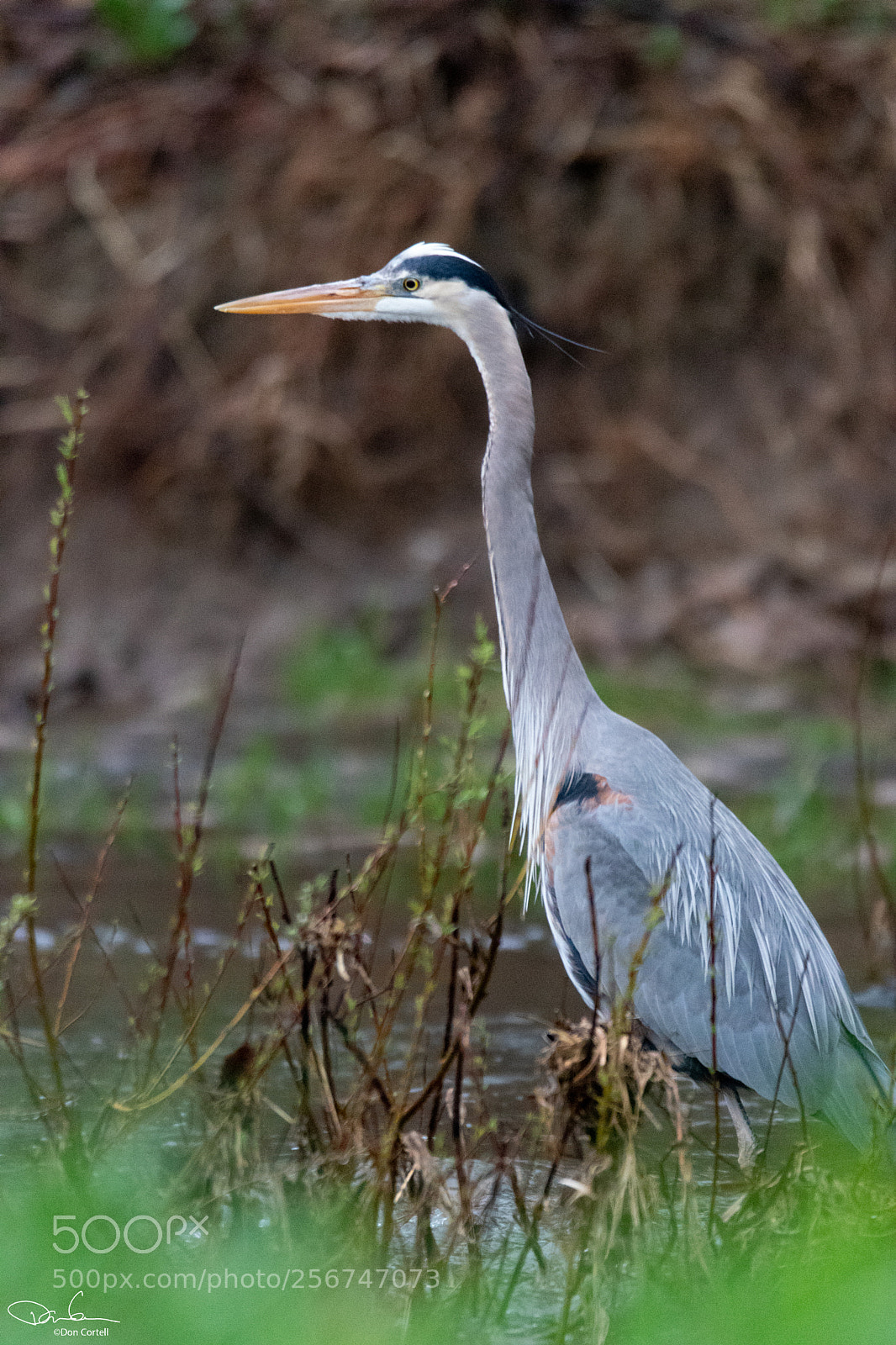 Canon EOS 80D sample photo. Blue heron photography