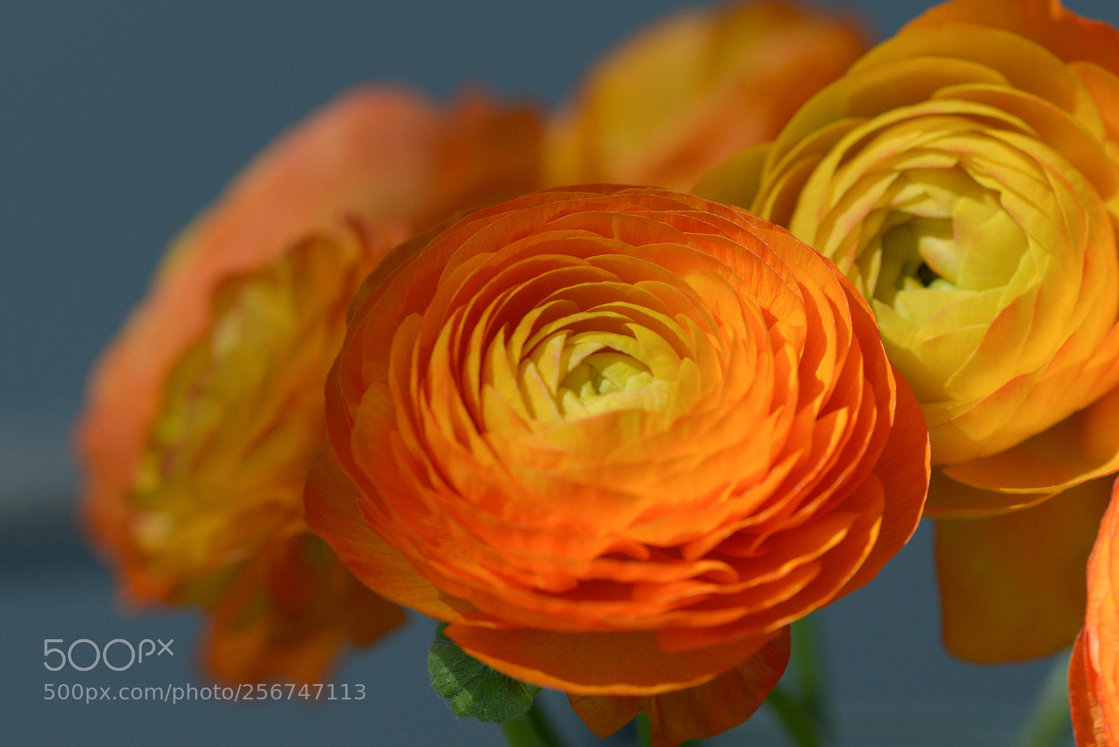 Nikon D800 sample photo. Ranunkel photography