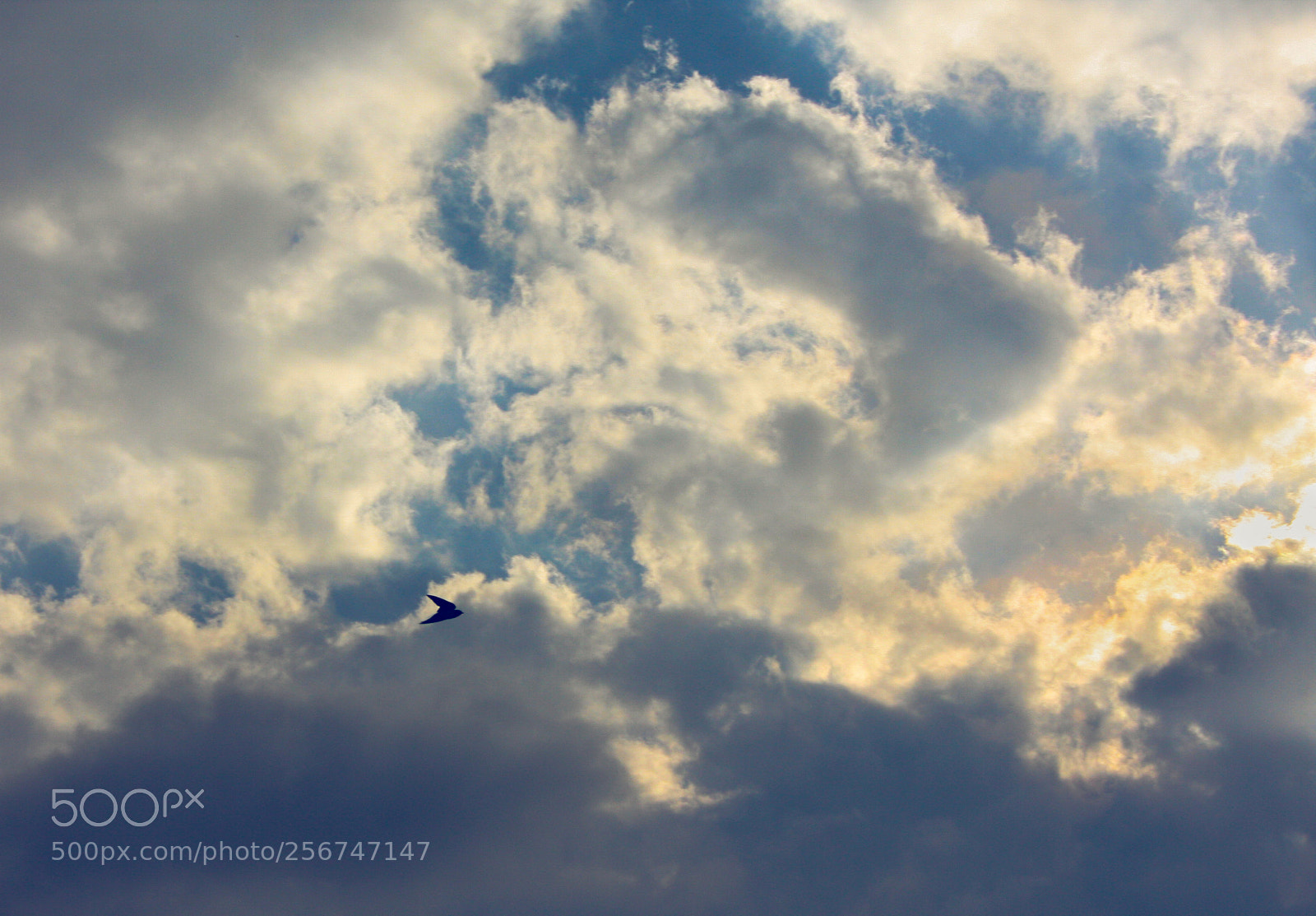 Canon EOS 40D sample photo. Towards the sun! photography