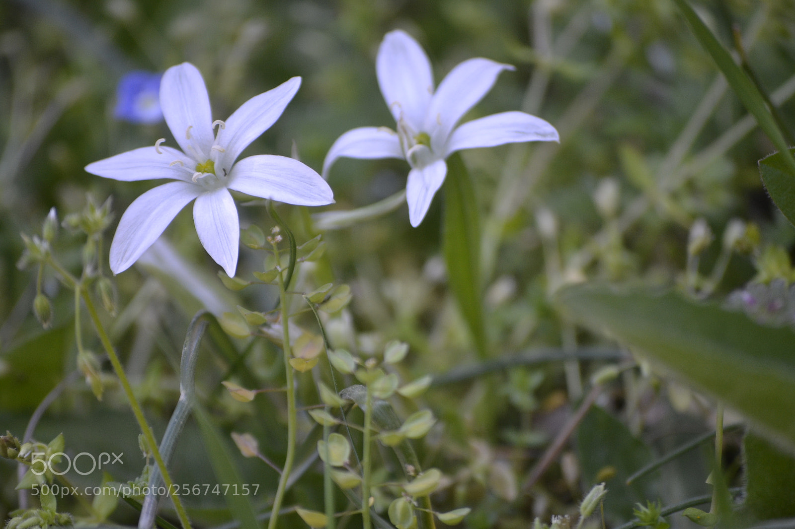 Nikon D3100 sample photo. Ornithogalum sp. photography