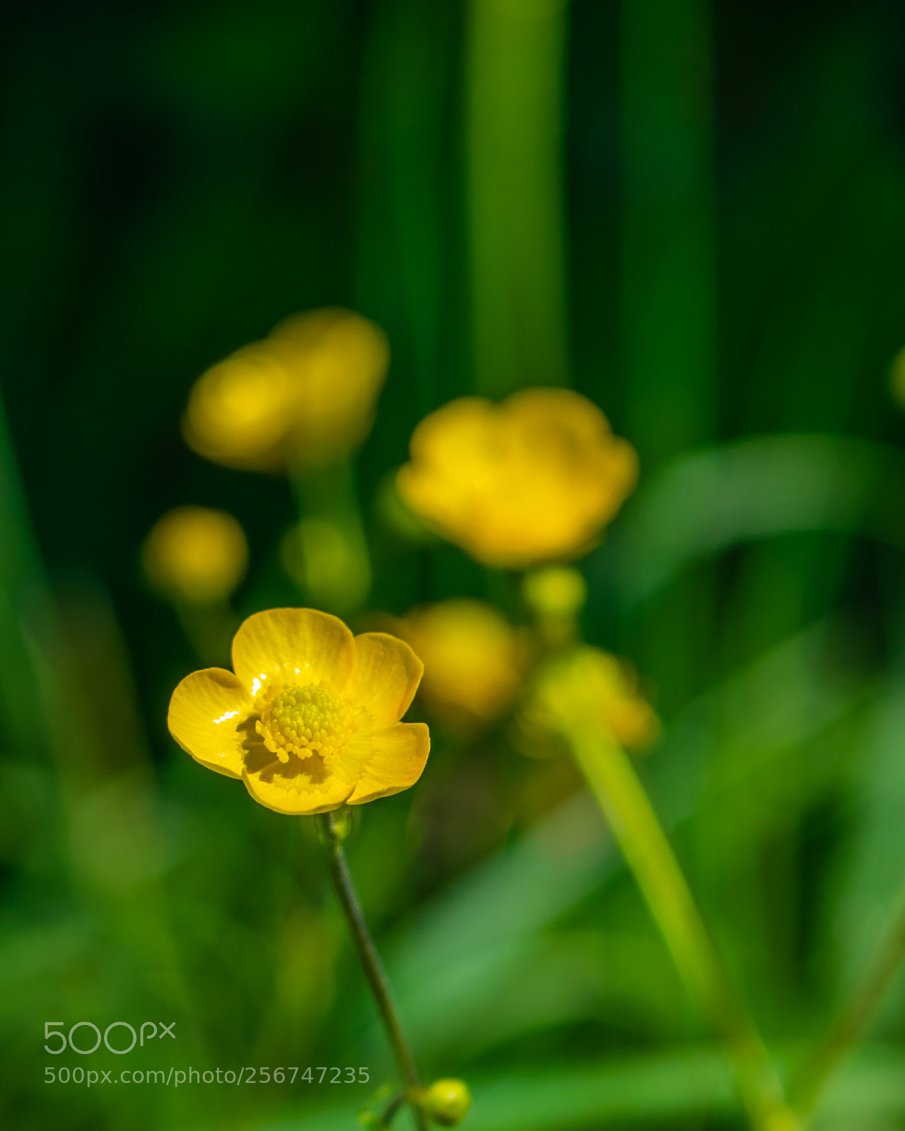 Nikon D3300 sample photo. Little yelow in the photography