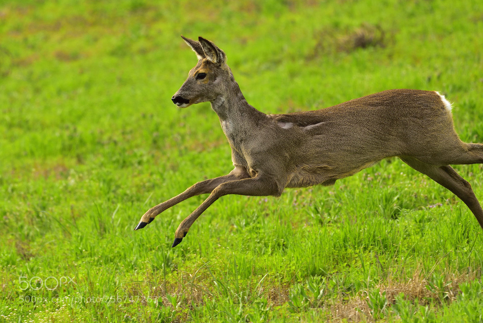 Nikon D750 sample photo. Roe deer (capreolus capreolus) photography