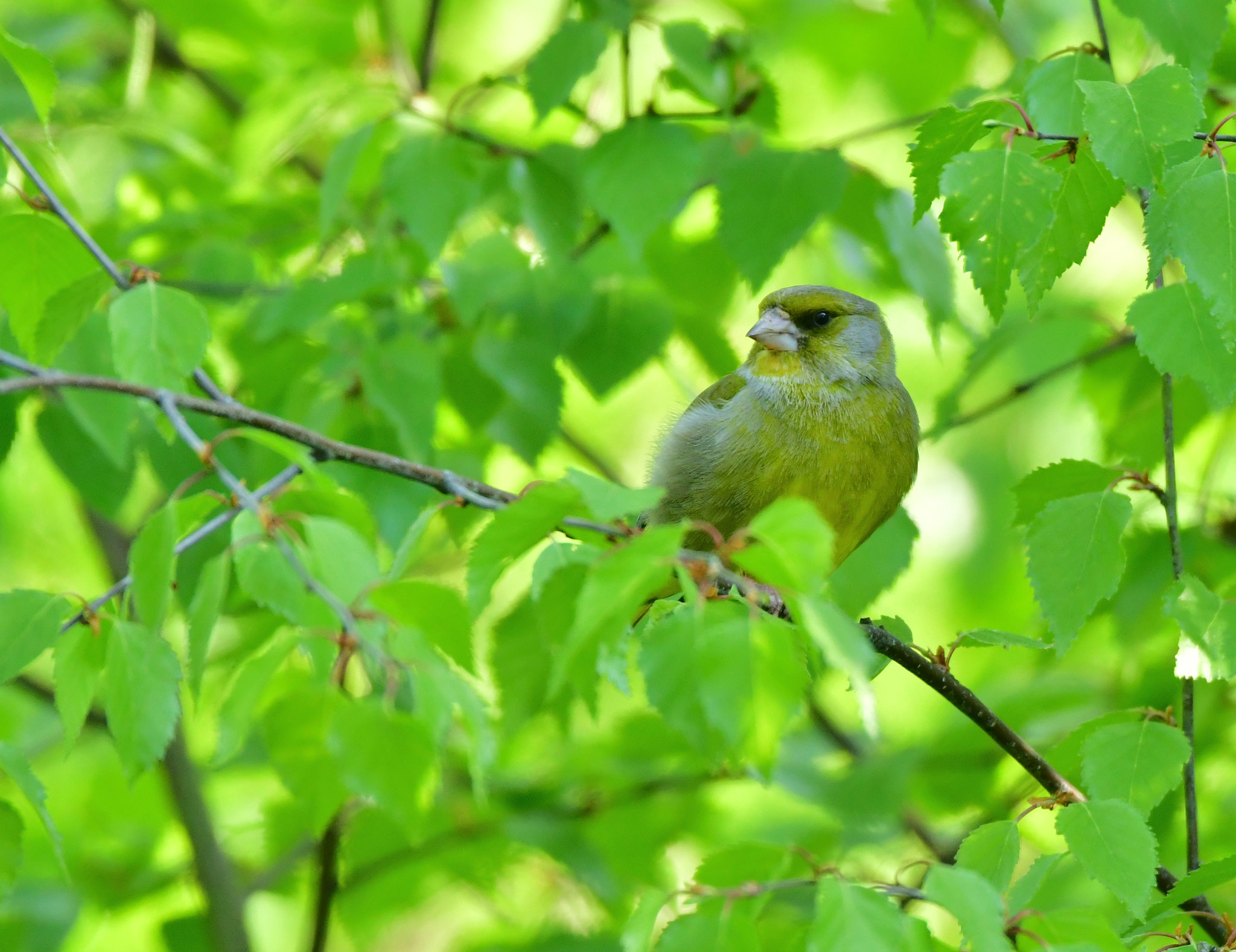 Nikon AF-S Nikkor 500mm F4G ED VR sample photo. Groenling photography