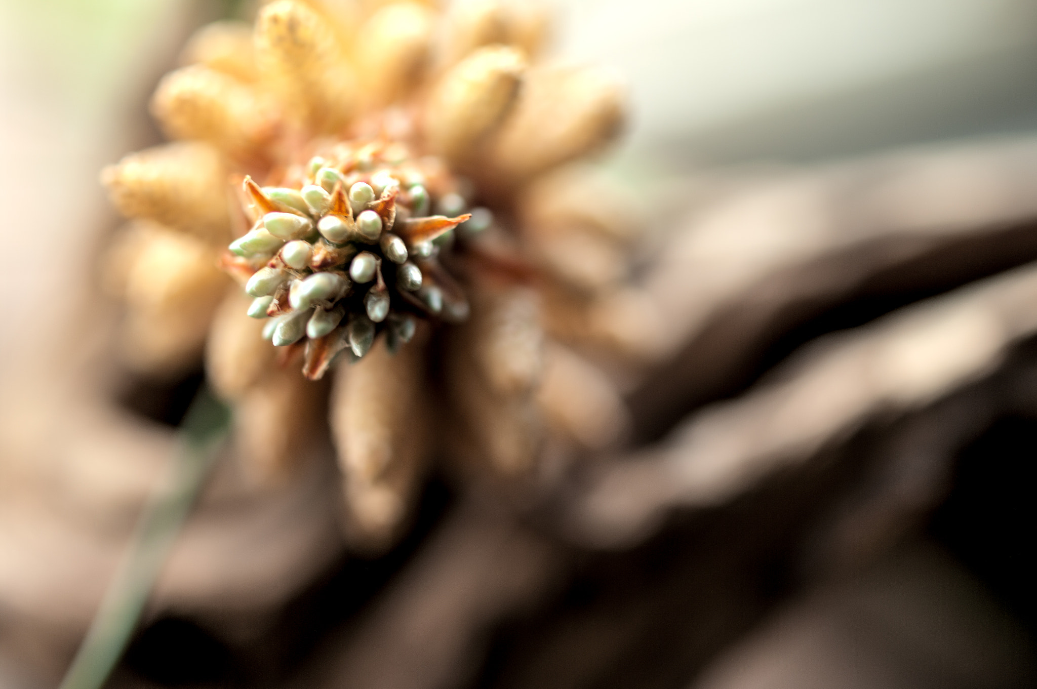 Pentax K20D sample photo. Pine flowers.松树花 photography