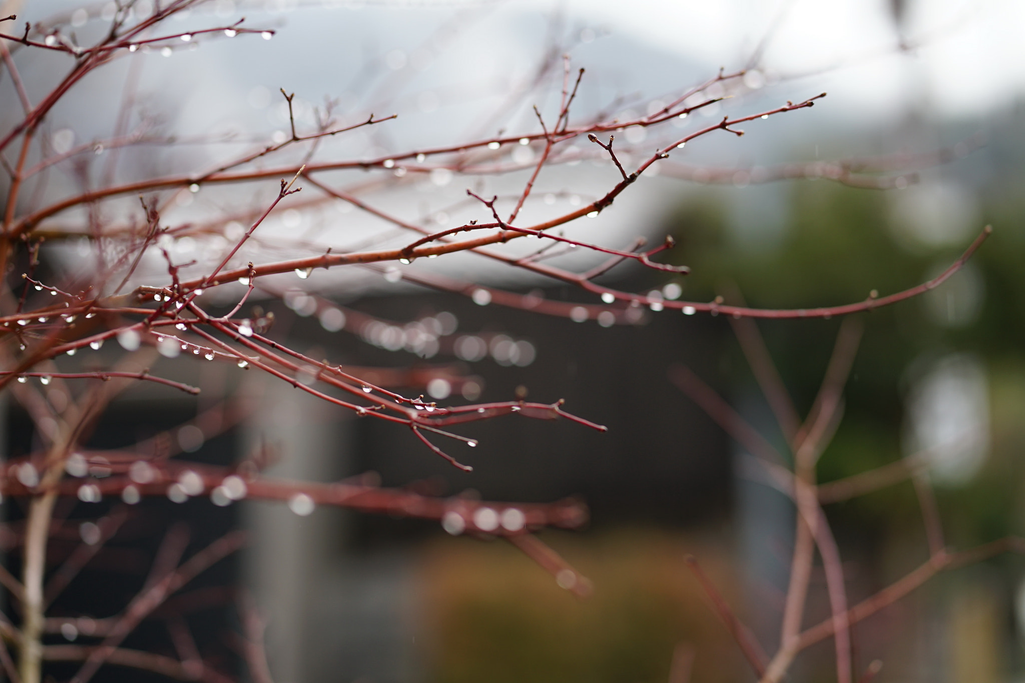 ZEISS Batis 85mm F1.8 sample photo. After the rain photography