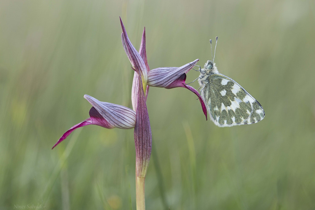 Al atardecer... by NINES Salvador on 500px.com