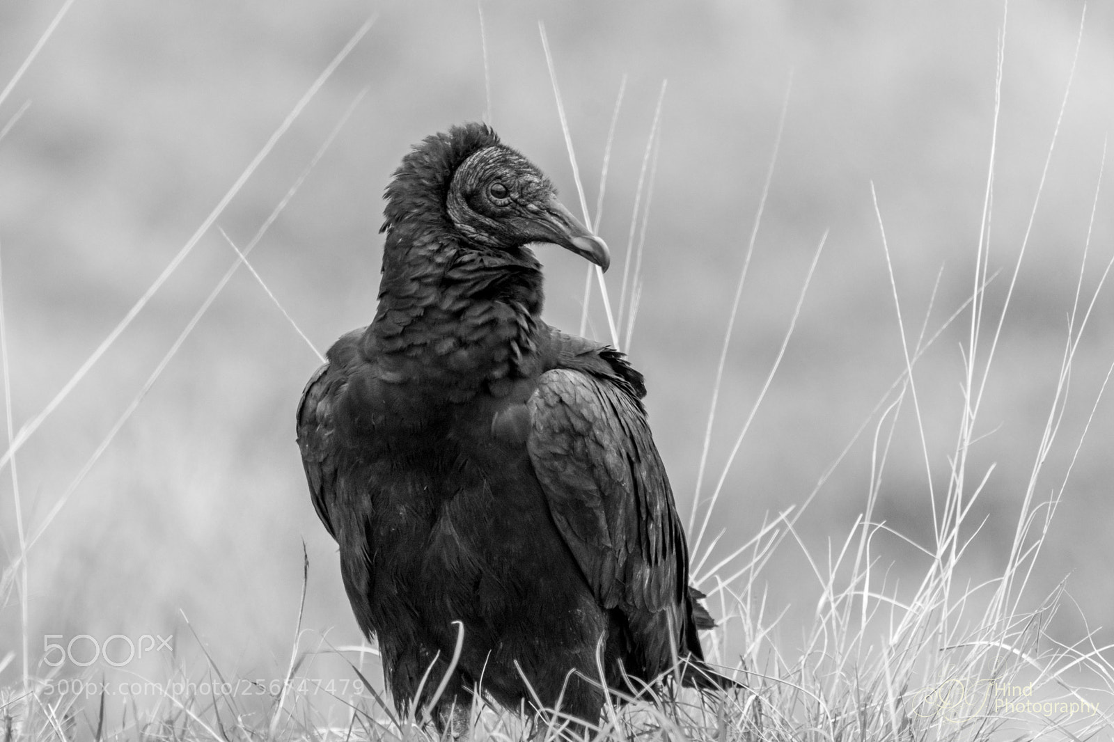 Nikon D7200 sample photo. Black bird photography