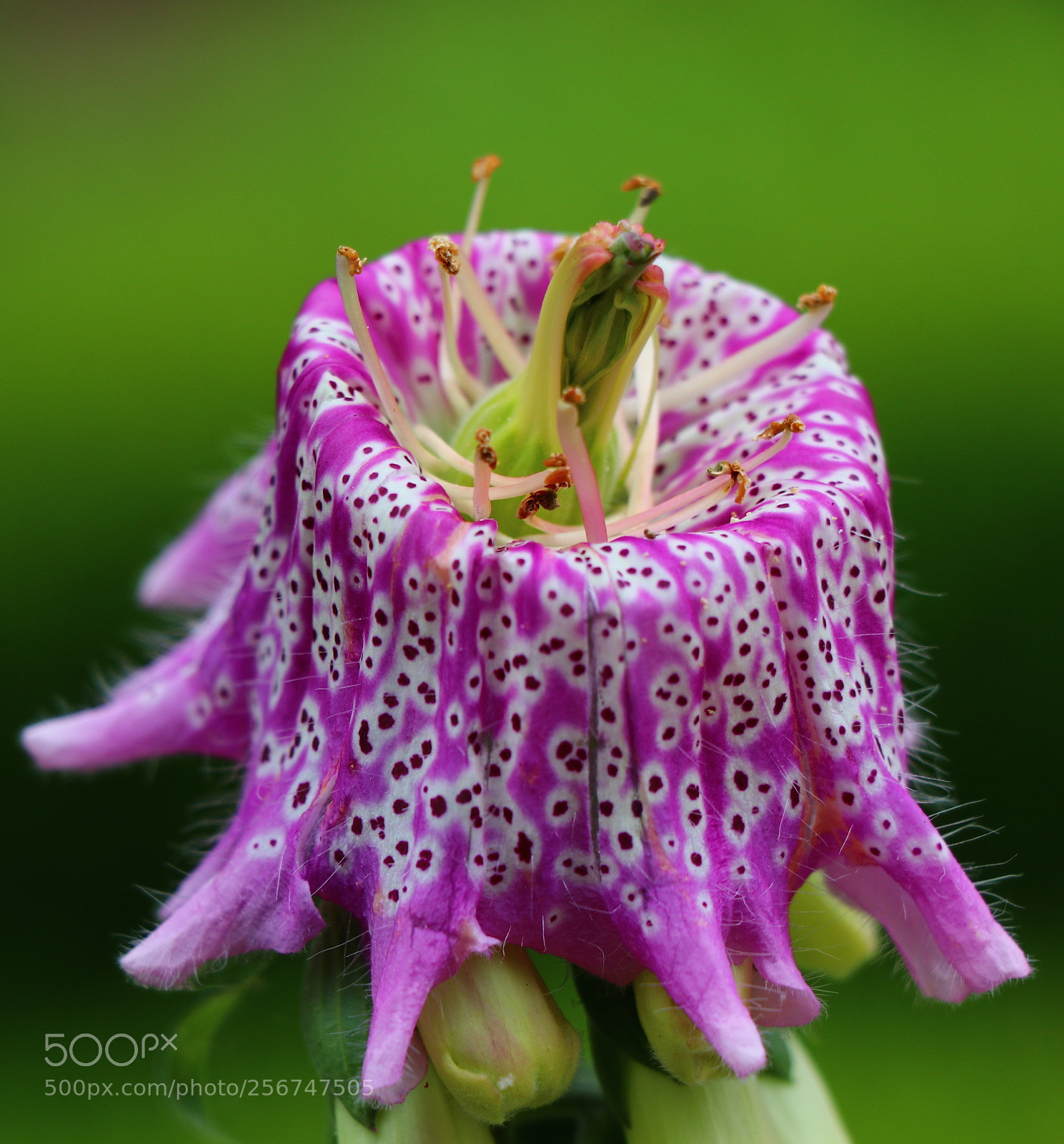 Canon EOS 80D sample photo. Foxglove close up photography
