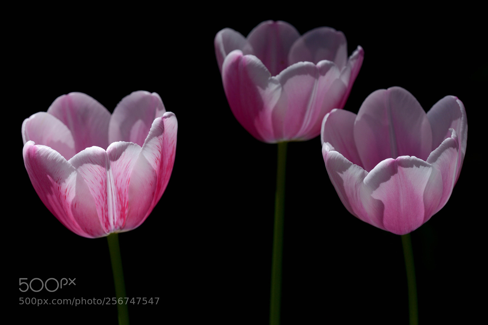 Nikon D800 sample photo. Tulip photography