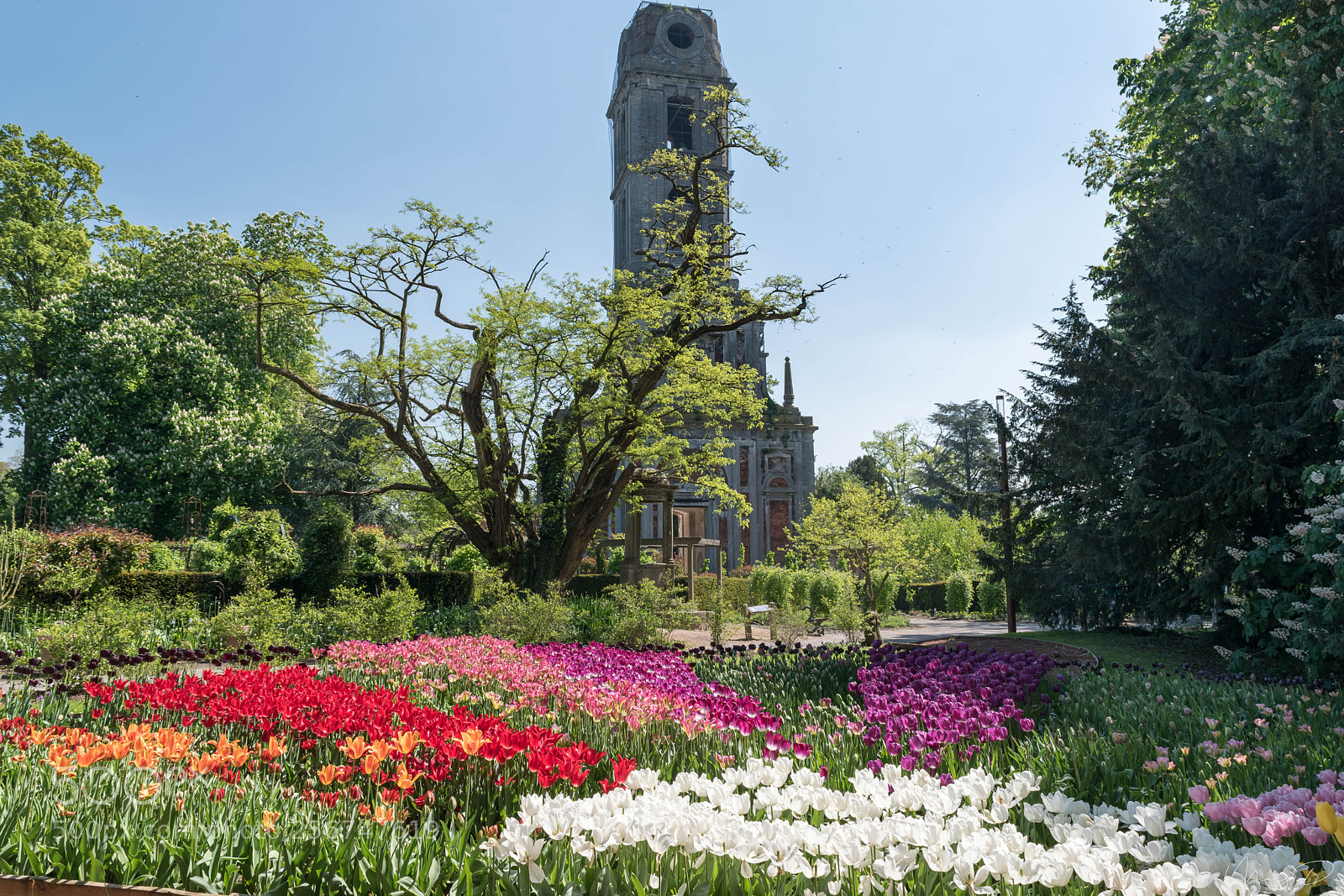 Nikon D5500 sample photo. Parai daiza by flowers photography