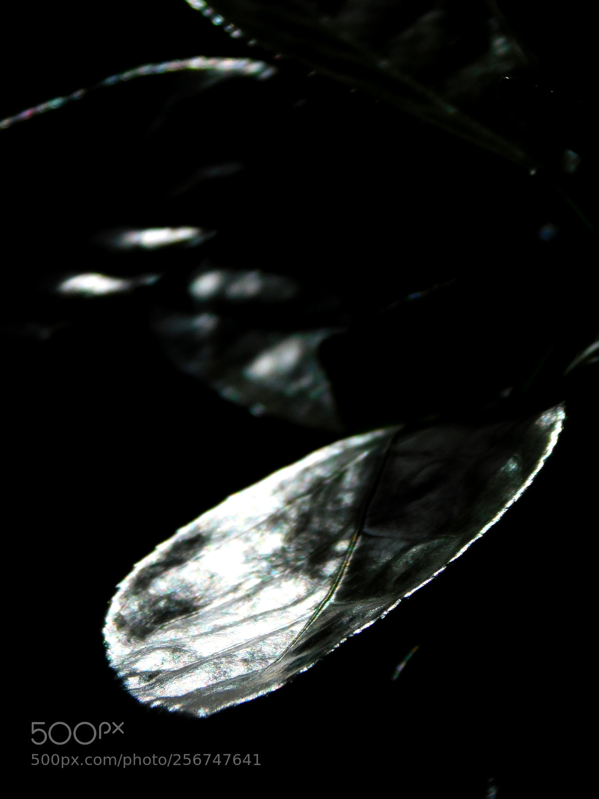 Nikon Coolpix B500 sample photo. The truth of colors photography