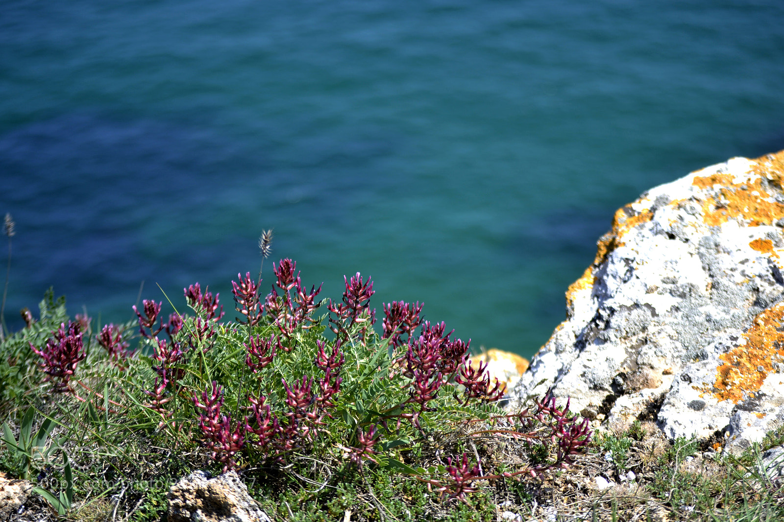 Nikon D3100 sample photo. Astragalus spruneri photography
