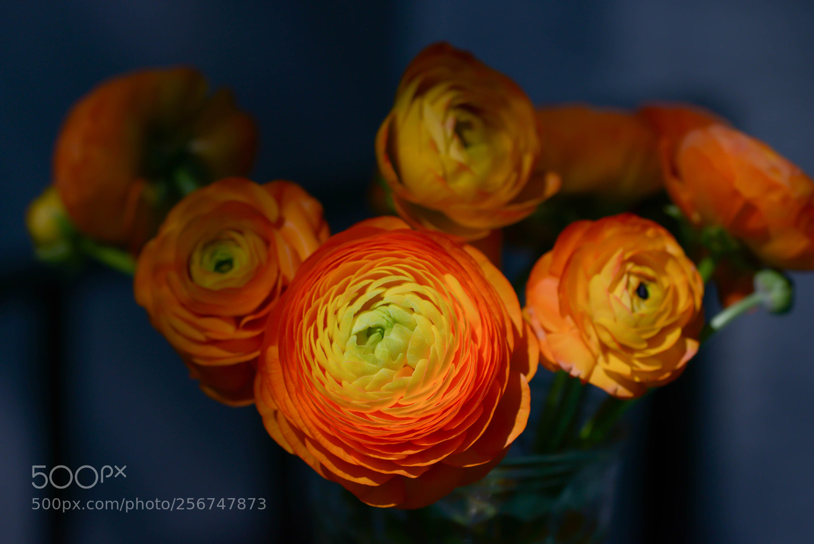 Nikon D800 sample photo. Ranunkeln photography