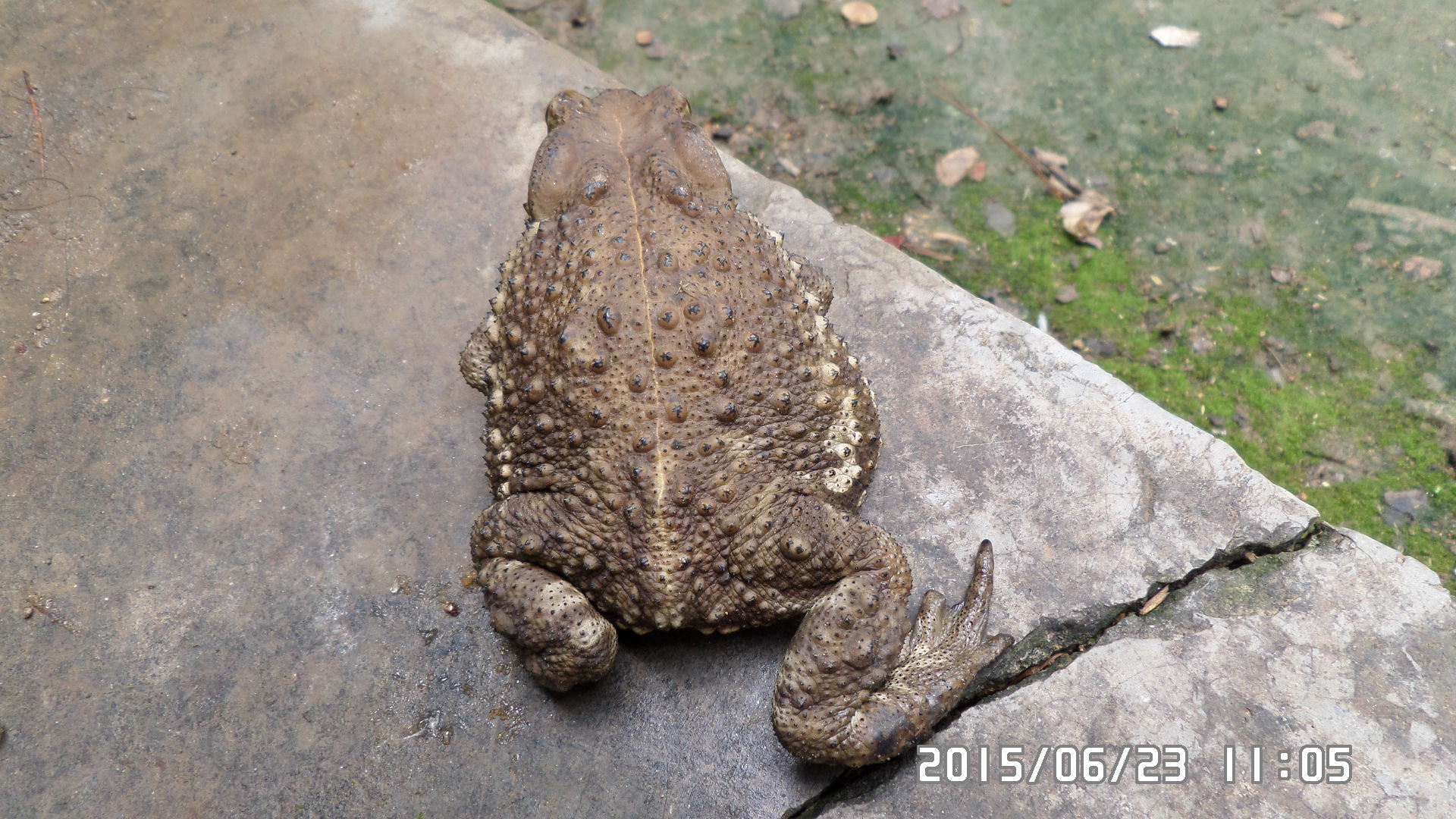 Samsung WB30F/WB31F/WB32F sample photo