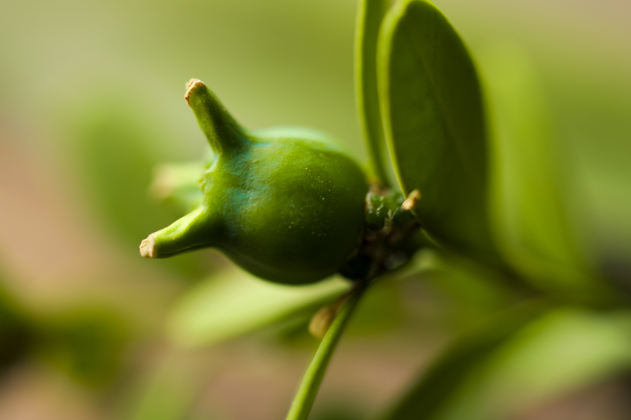 Pentax K20D sample photo. Buxus microphylla.小叶黄杨果 photography