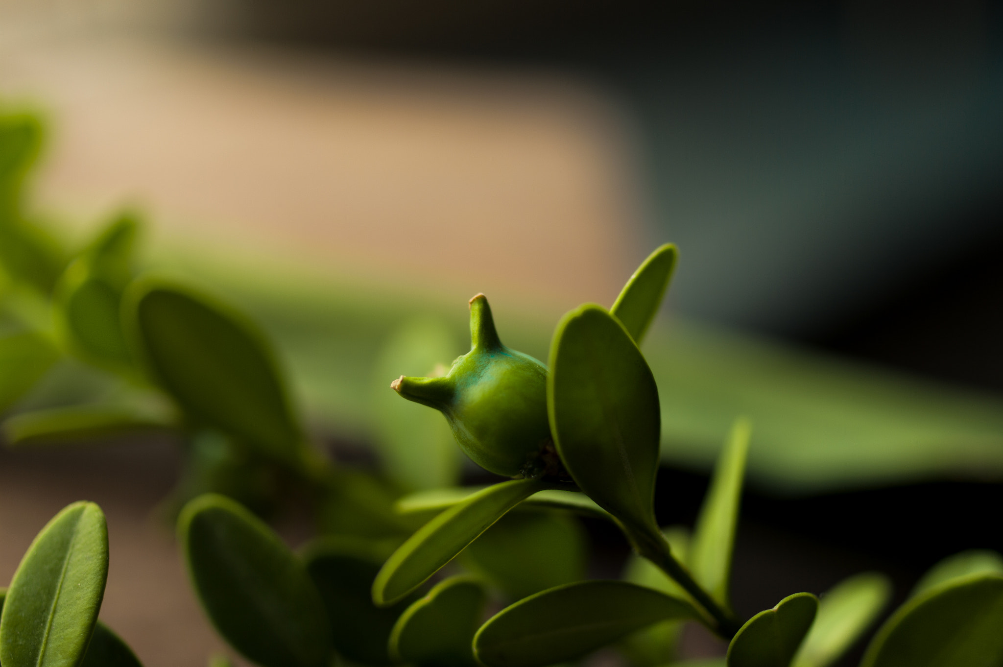 Pentax K20D sample photo. Buxus microphylla.小叶黄杨果 photography