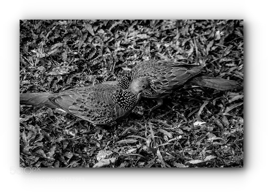 Pentax K-5 sample photo. Dua pasang sayap photography