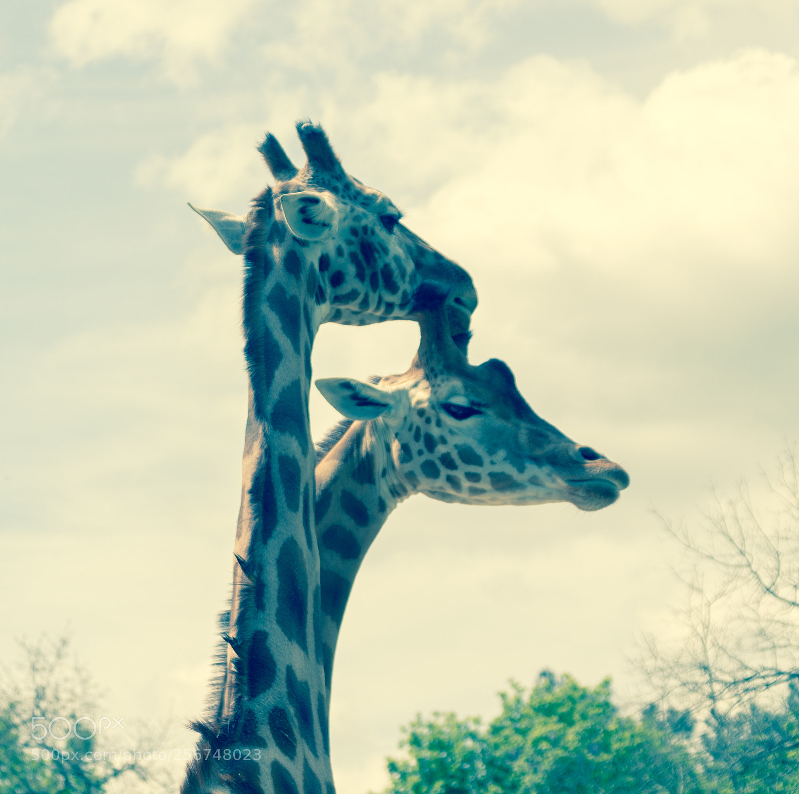 Canon EOS 100D (EOS Rebel SL1 / EOS Kiss X7) sample photo. Girafe photography