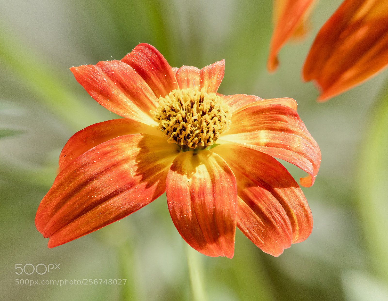 Canon EOS 5D Mark IV sample photo. Untitled photography