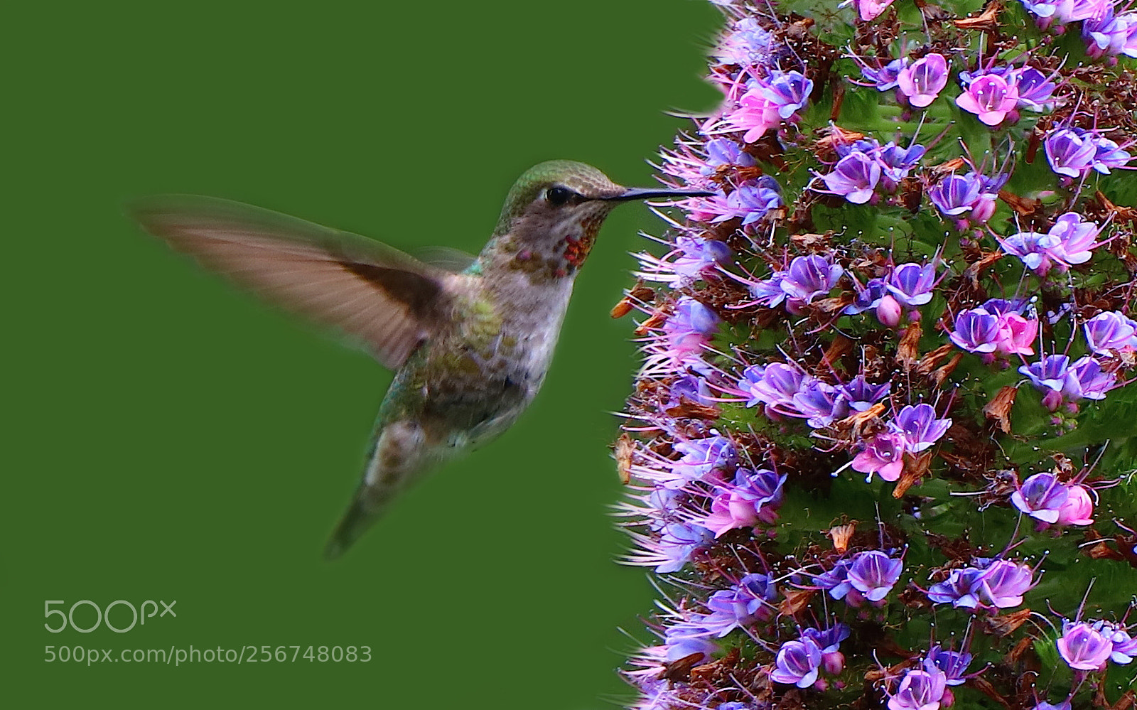 Canon EOS 80D sample photo. Hummingbird in the garden photography