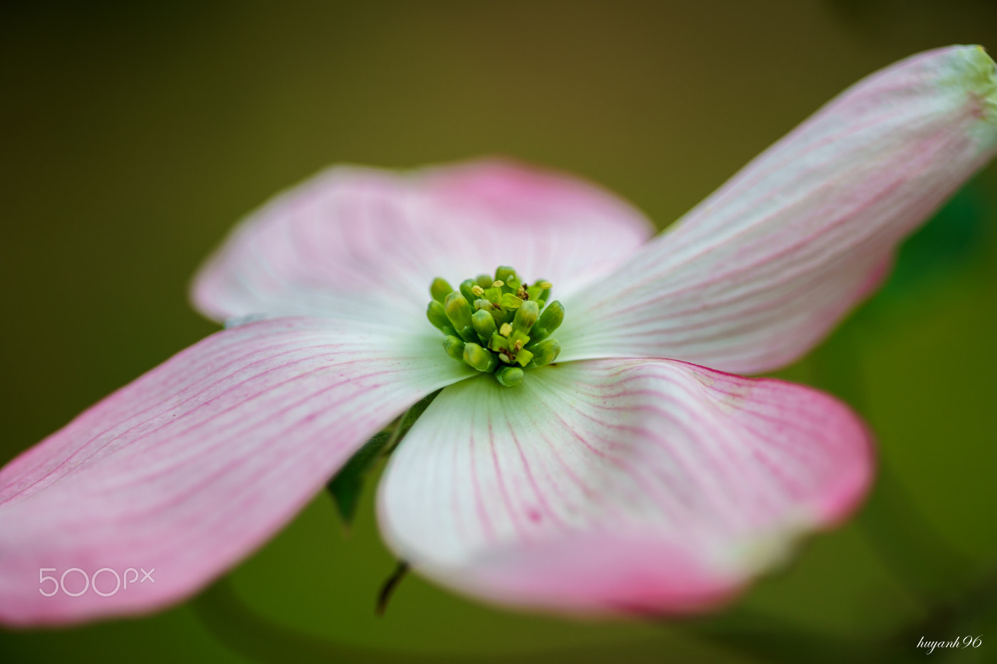 Hasselblad HV sample photo. Dogwood photography