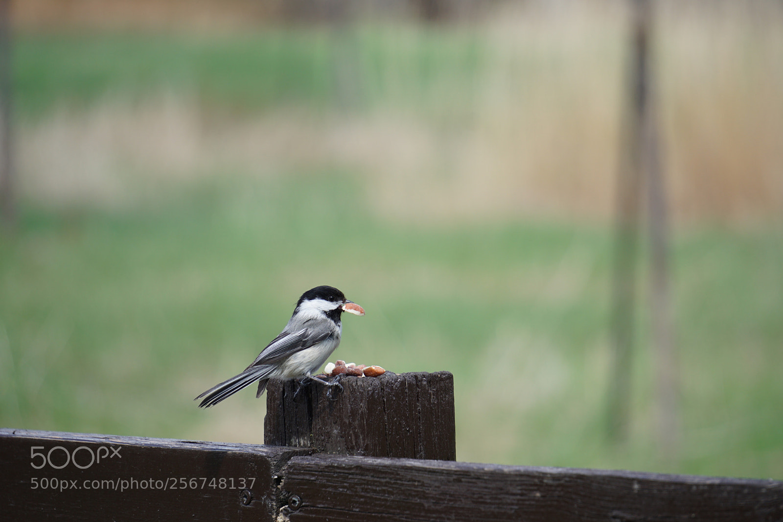 Sony a6000 sample photo. Spring photography