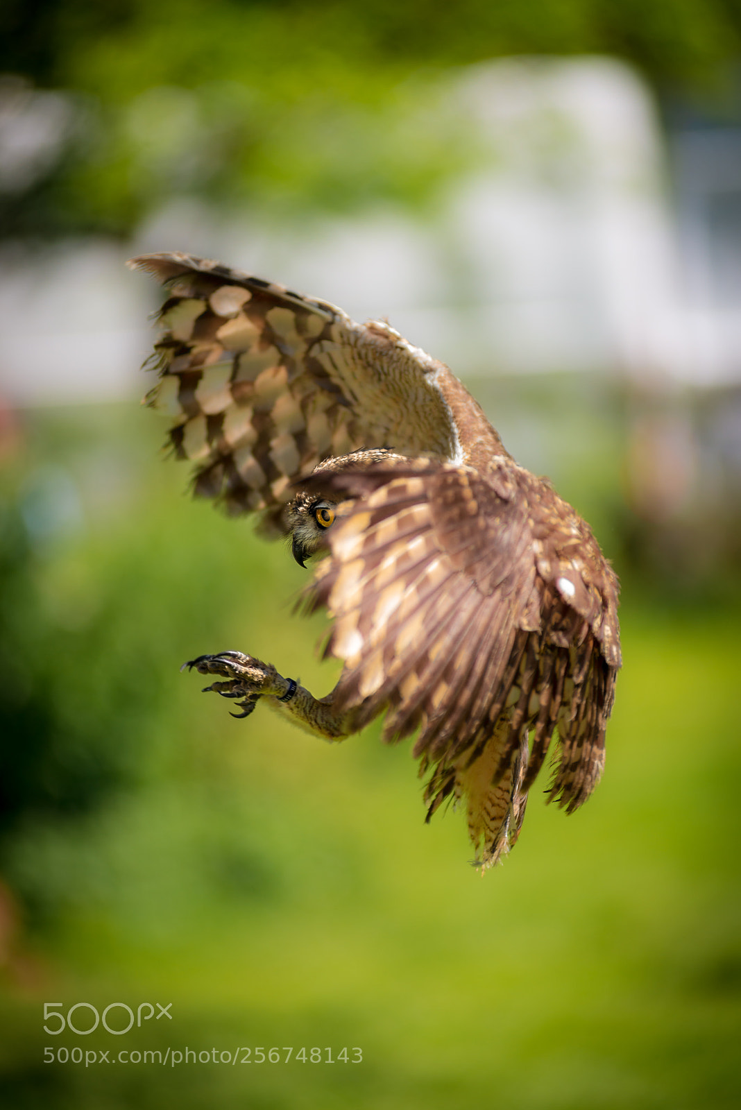 Nikon D610 sample photo. Going for the kill photography
